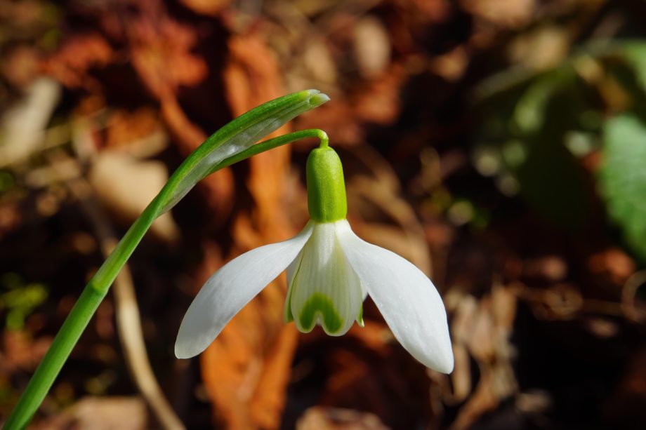 Frühling & Sommer im Winter