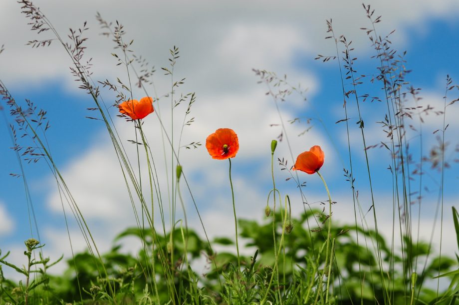 Mohn, Spinnen & etwas Weltschmerz